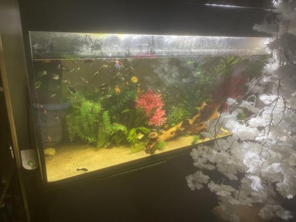 Image 5 of 200L fish tank / aquarium