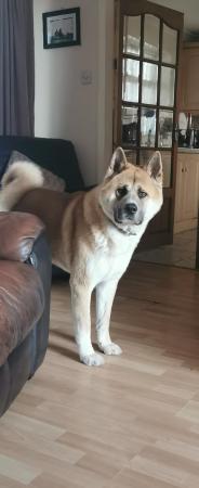 Image 2 of 1 male American inu akita puppy left for sale