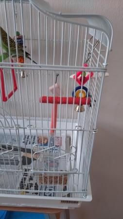 Image 3 of Budgie and Cage for sale