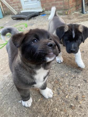 Image 3 of READY TO GO Chunky American Akita Puppies