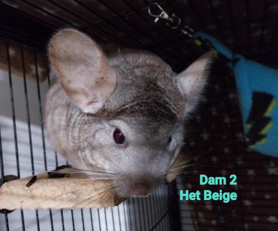 Image 4 of Chinchilla Kits, various for sale