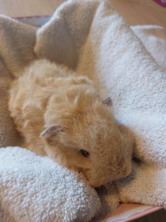 Image 4 of Texel baby guineapig male