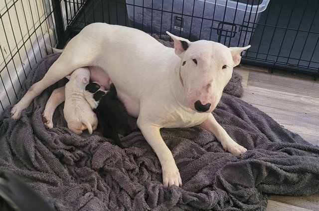 Image 8 of English bull terrier puppies ! Kc Registered