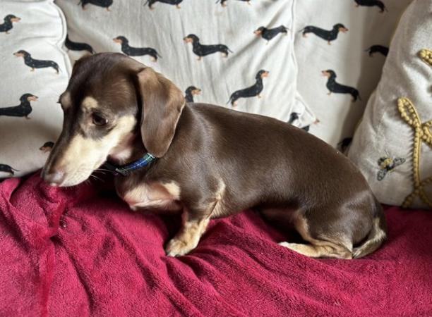 Image 8 of One year old miniature dachshund boy