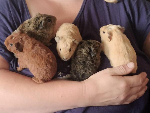 Image 2 of Baby Guinea pigs an a rabbit