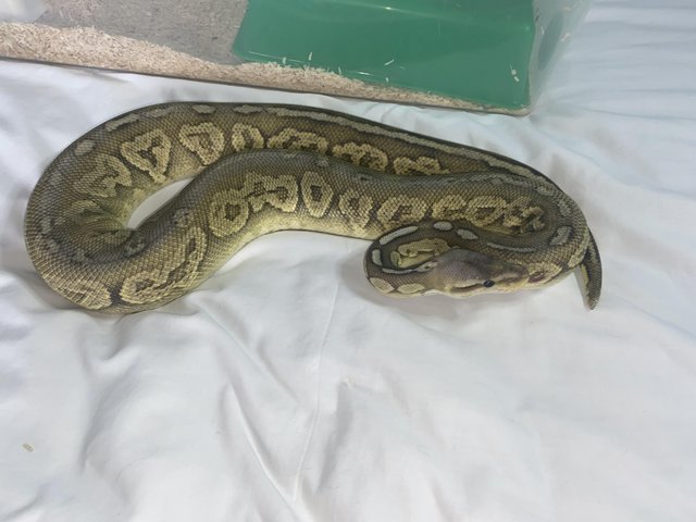 Preview of the first image of 2020 Female Cinnamon, Pastel, Hypo 100% Het Ultramel.