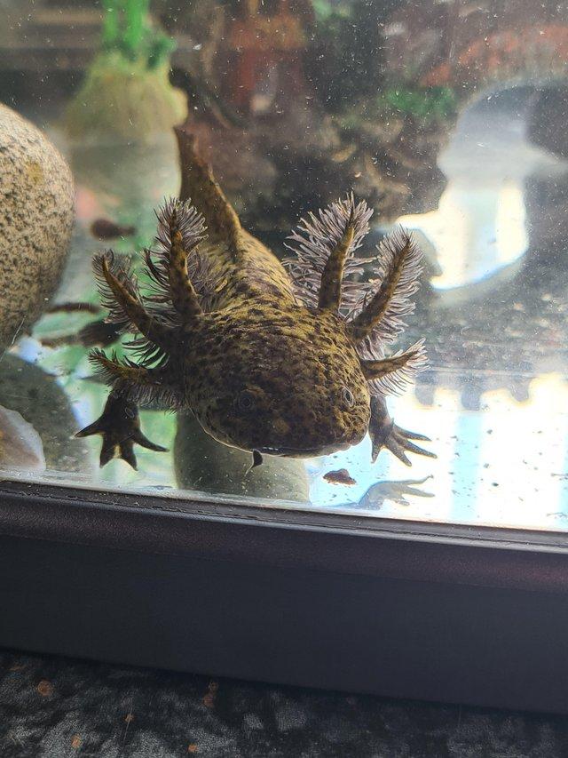 Preview of the first image of 7 month old axolotls unsexed.