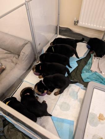 Image 1 of Rottweiler puppies for sale