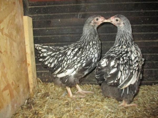 Image 3 of Pekin and Bantam  Wyandotte  Grower cockerels available.