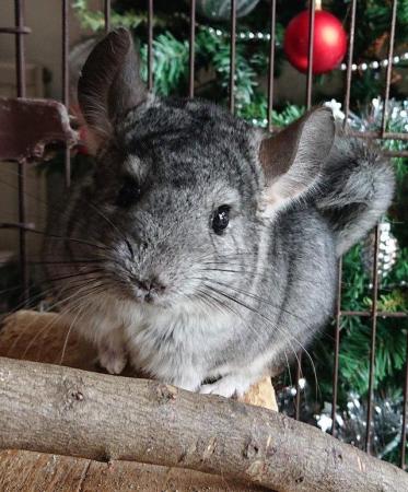 Image 2 of Baby Boys Chinchilla 6 months old