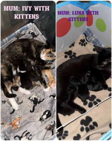 Image 2 of 2 beautiful kittens for sale