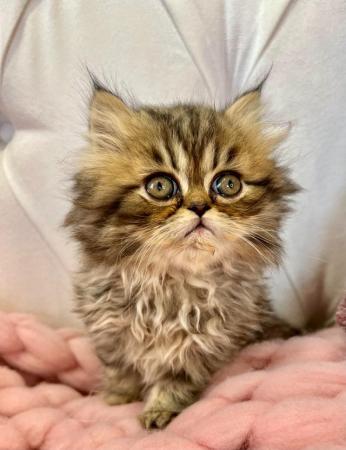 Image 4 of **Star ** 5 gen pedigree Persian kittens ***