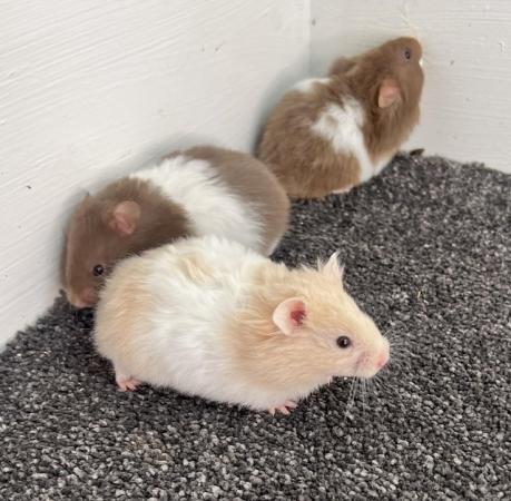 Image 3 of Syrian hamsters - short and long haired
