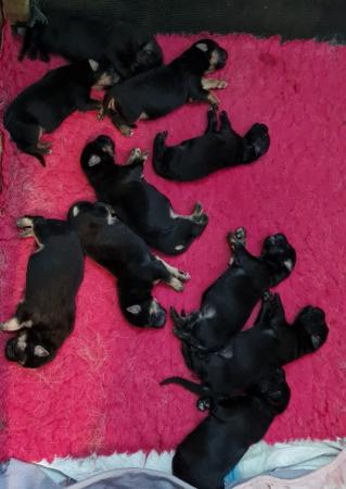Image 10 of Gorgeous, fluffy, Homebred, full German Shepherd puppies