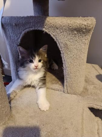 Image 18 of Fluffy maine coon kittens