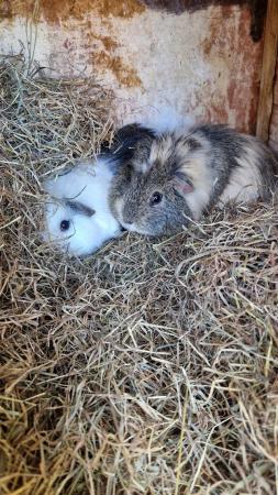 Image 3 of 2 stunning bonded  year old boar guineapig
