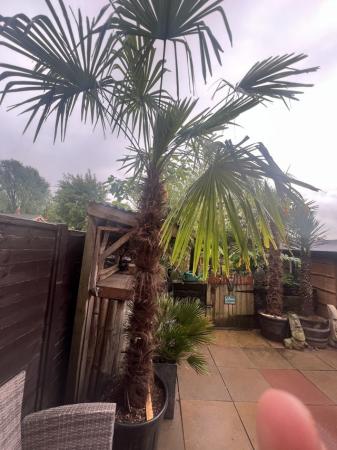Image 3 of Tracycarpus fortunei palm tree