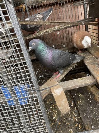 Image 2 of Pigeons for sale in Croydon