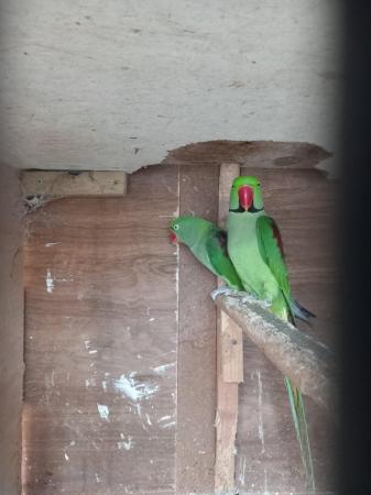 Image 1 of Alexandrine pair for sale