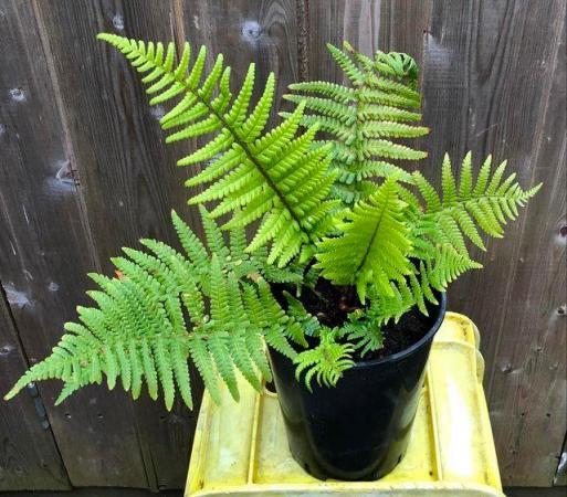 Image 2 of BEAUTIFUL FERN PLANT, WELL ROOTED AND POTTED UP