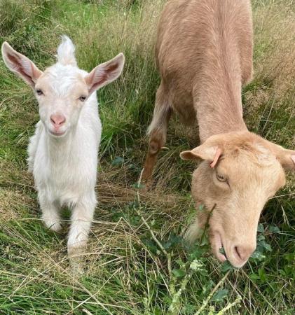 Image 2 of Golden Guernsey cross Billy goat