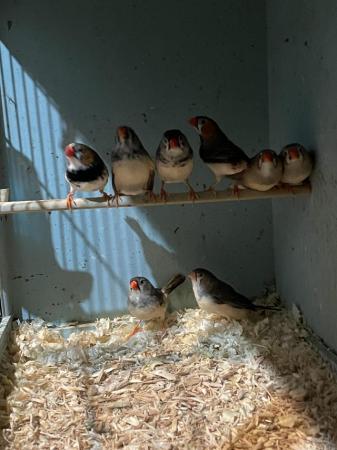 Image 4 of *********Zebra finches *********