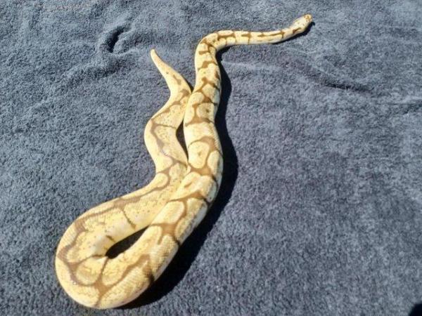 Image 2 of Male Bumble Belly, Royal/Ball Python.
