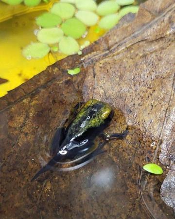 Image 2 of dart frog Tadpoles, Dendrobate Tinctorius Tumucumaque