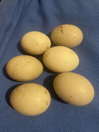 Image 1 of Cayuga Duck Hatching Eggs