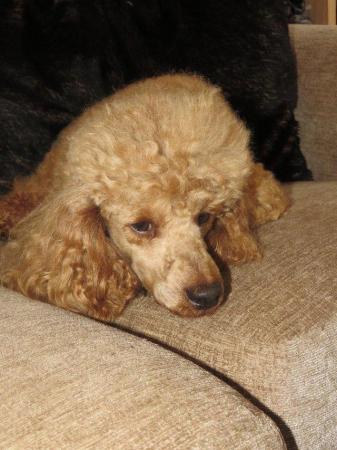 Image 57 of RED KC REG TOY POODLE FOR STUD ONLY! HEALTH TESTED