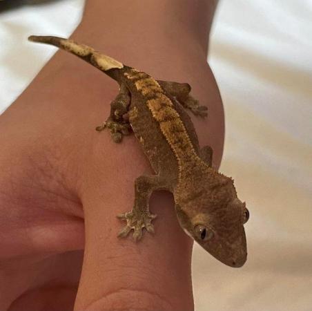 Image 4 of 3 Baby Geckos for sale £20 each