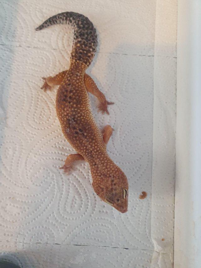 Preview of the first image of Female leopard gecko adult normal.