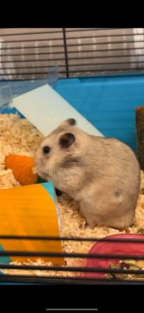 Image 1 of 4 month old male sexied Syrian hamster