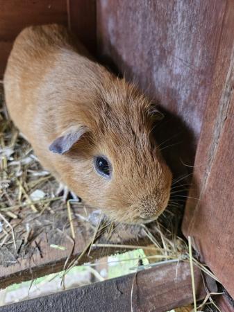 Image 3 of 12 mth old American guinea pig
