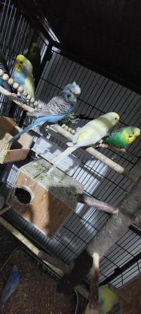 Image 2 of Budgies of different colour and ages for sale