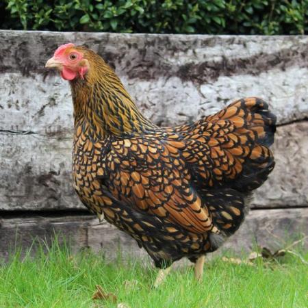 Image 1 of Hatching Eggs - Gold Laced Wyandotte Bantams - Show Stock