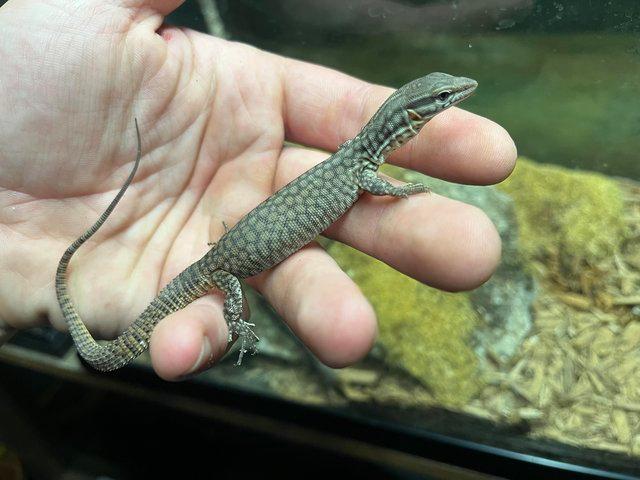 Preview of the first image of UKCB 2023 Ackies - Dwarf Ridge Tail Monitors.