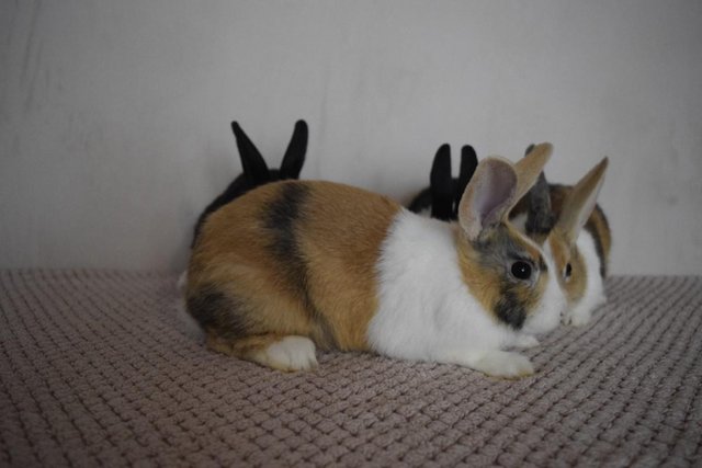 Image 1 of 14 week old pure Dutch Rabbits