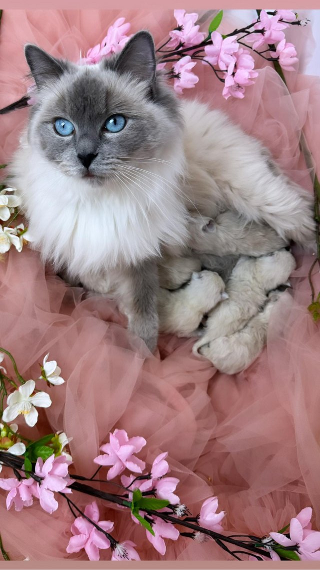Preview of the first image of GCCF Registered Blue Point Ragdoll Kittens.