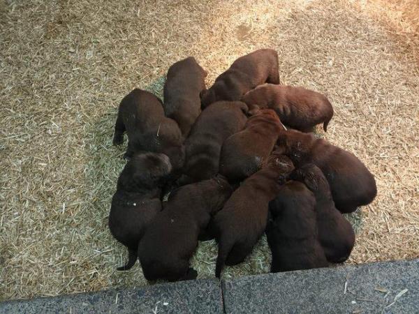 Image 5 of Stunning KC Chocolate Labrador Puppies