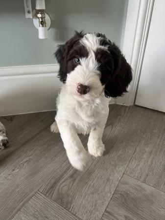 Image 6 of Springer / cockerpoo puppies for sale TWO BOY’S REMAINING