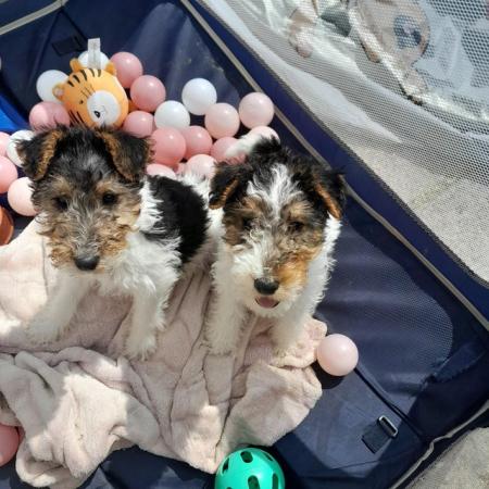 Image 9 of Wire Haired Fox Terrier puppies for sale/now all sold