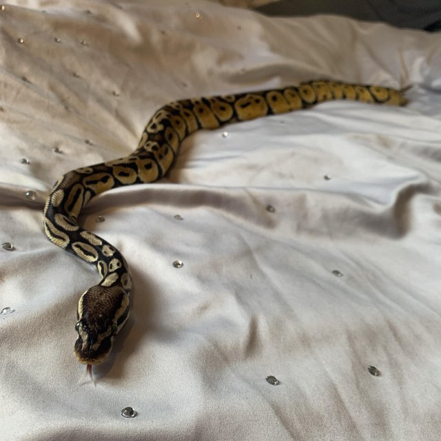 Preview of the first image of 8 year old ball python with full vivarium set up.