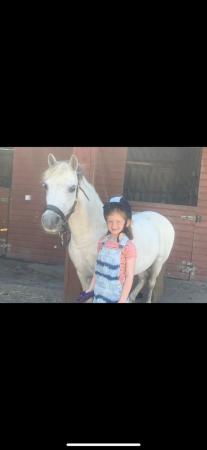 Image 2 of 12’2 pony for sale 11yrs old