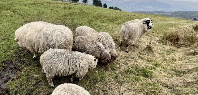 Image 3 of Coloured Ryeland pedigree registered tup lambs 1 remaining