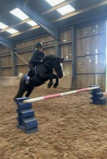 Image 1 of Handsome black cob for loan!  Perfect for summer fun