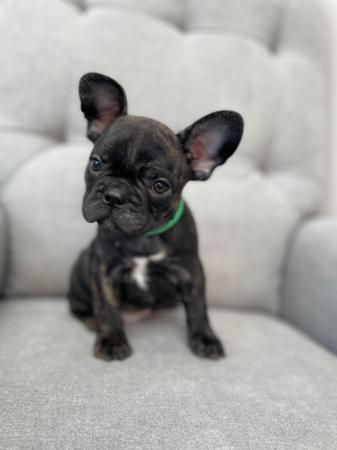 Image 2 of *Price Reduced* 12week old French Bulldog brindle puppies