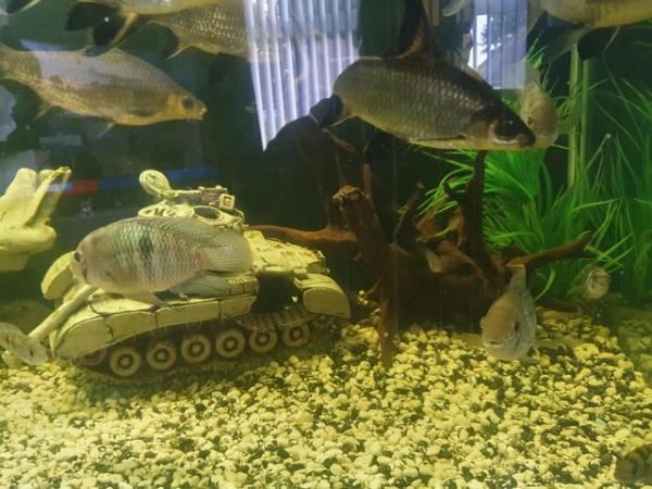 Image 4 of Various  tropical fish for sal