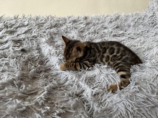 Image 16 of TICA registered bengal kittens for sale!??