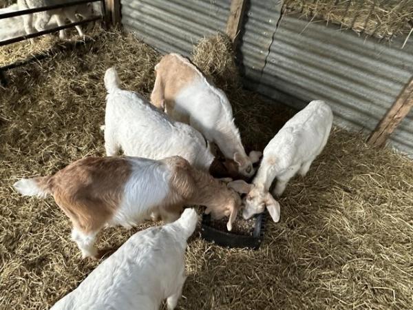 Image 2 of 15 week old wether goat kid